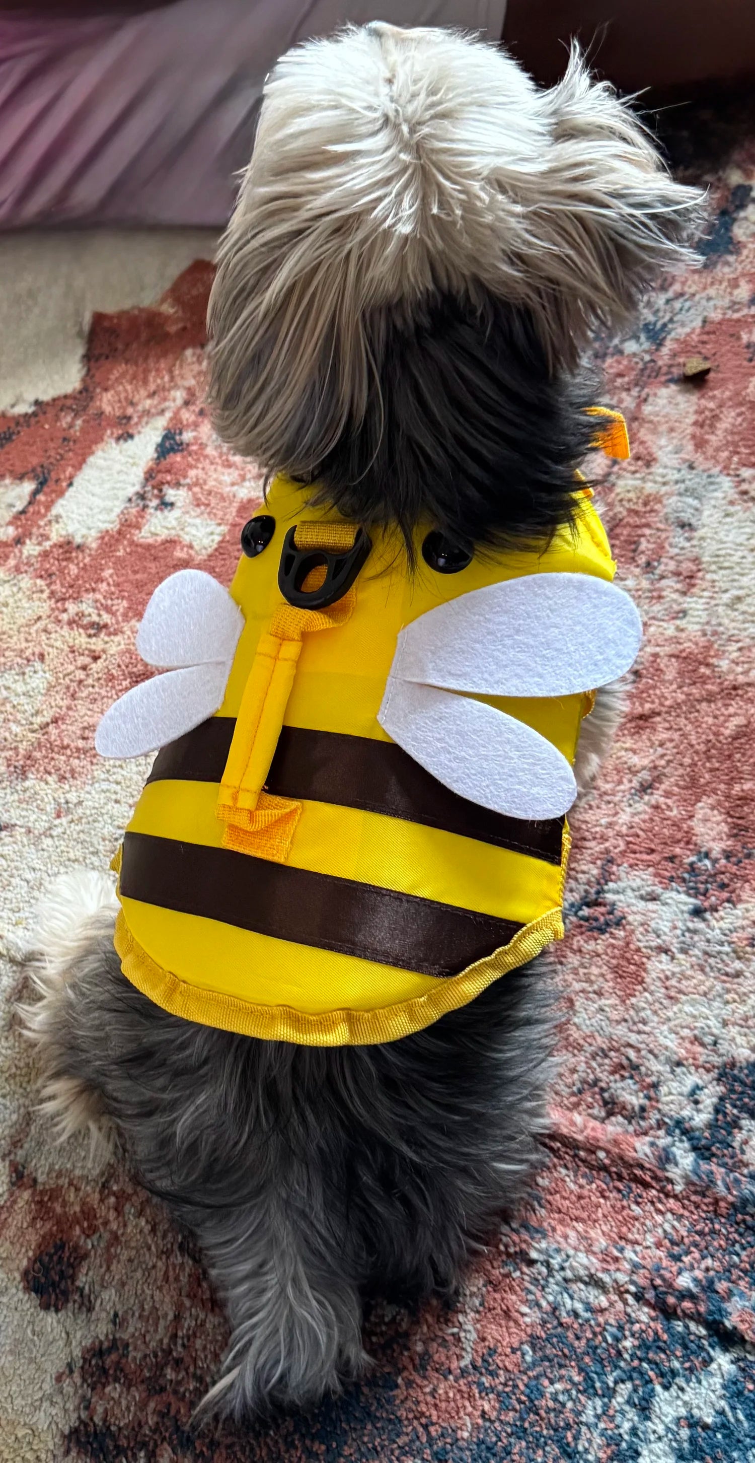 A small dog viewed from behind wearing a yellow and black bee life jacket with white wings.

