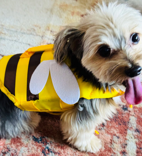 A small dog wearing a yellow and black bee costume vest with white wings, sitting on a patterned rug.