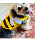 A small dog wearing a yellow and black bee life jacket with white wings.