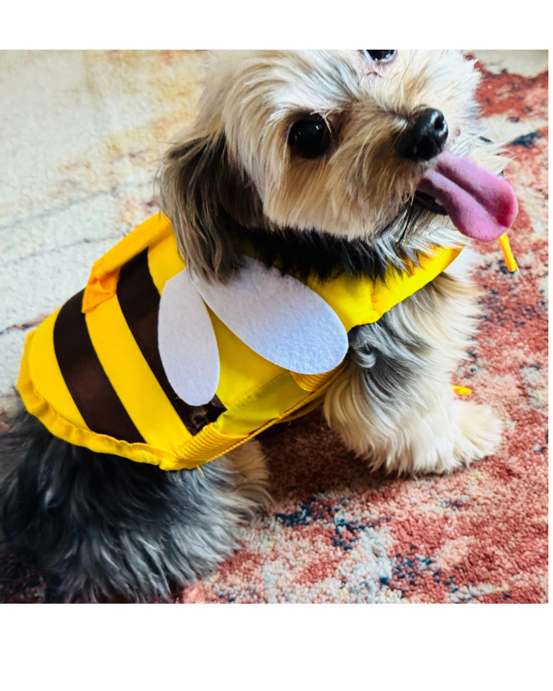 A small dog wearing a yellow and black bee life jacket with white wings.